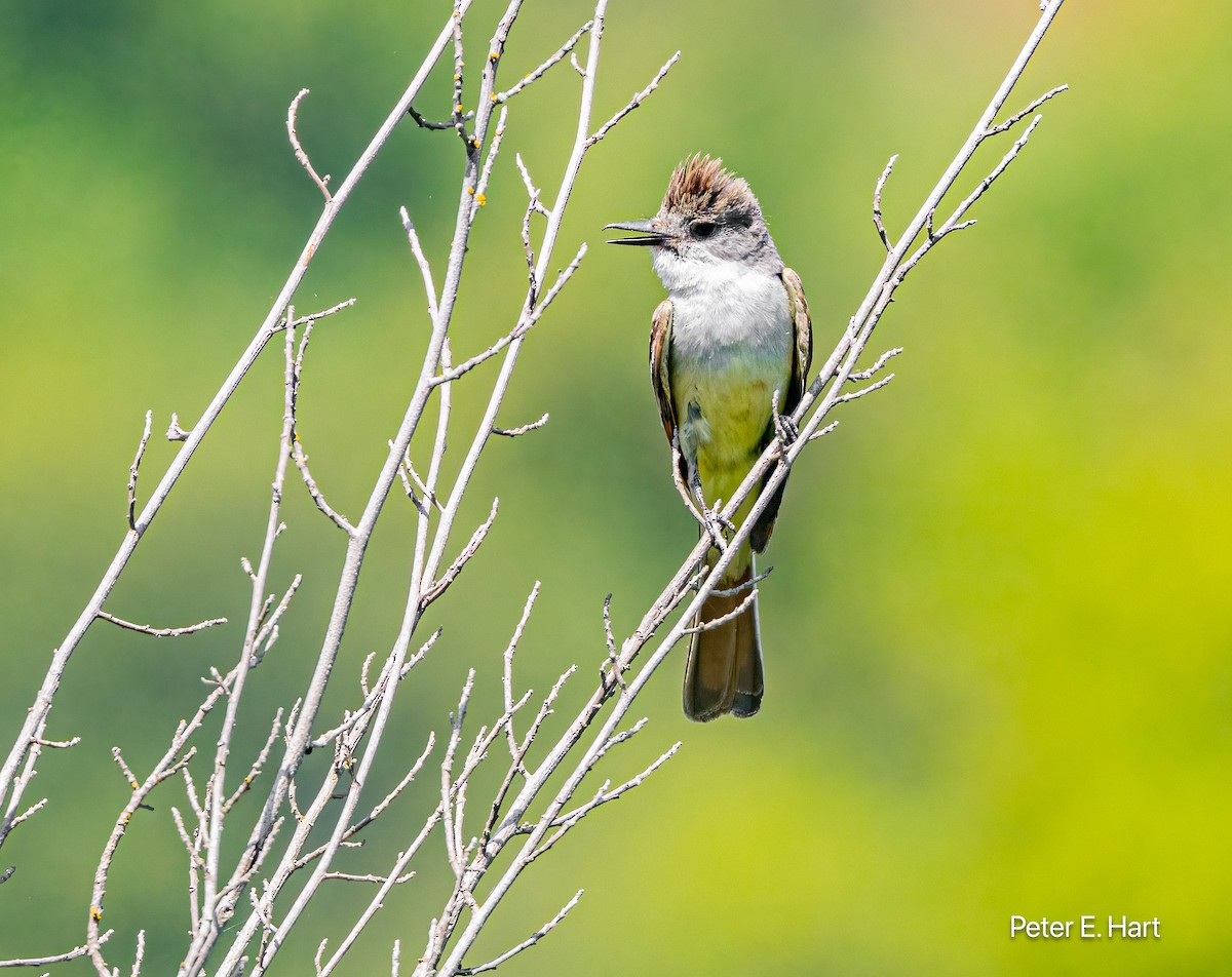 Ash-throated Flycatcher - Peter Hart