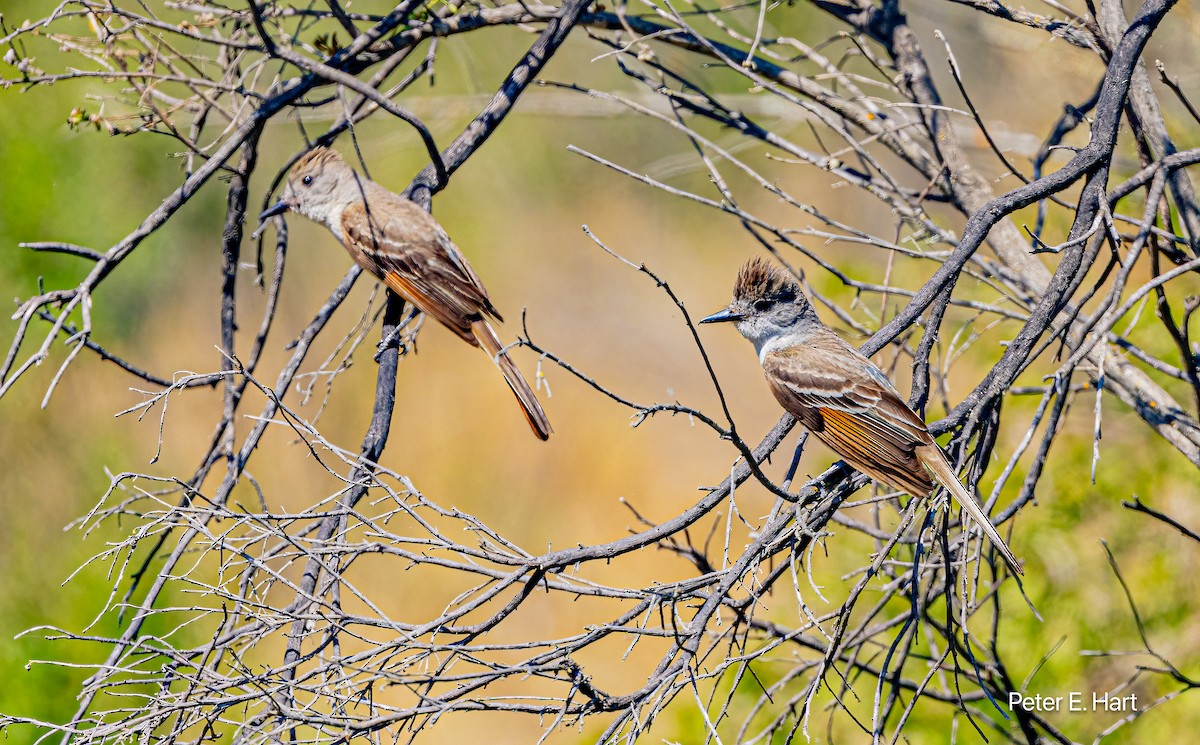 Ash-throated Flycatcher - ML621250198