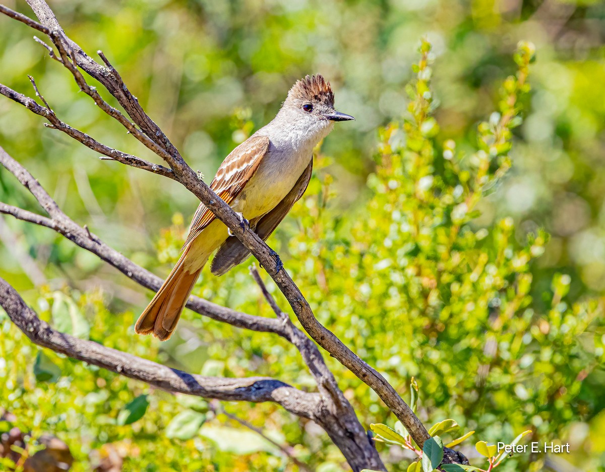 Ash-throated Flycatcher - ML621250199