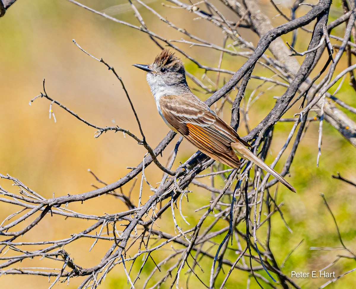 Ash-throated Flycatcher - ML621250201