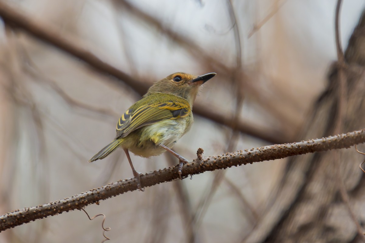 Rusty-fronted Tody-Flycatcher - ML621250231