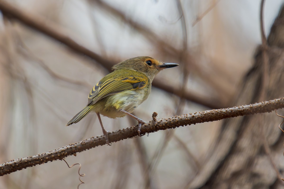 Rusty-fronted Tody-Flycatcher - ML621250232