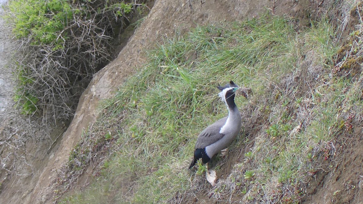 Spotted Shag - ML621250236