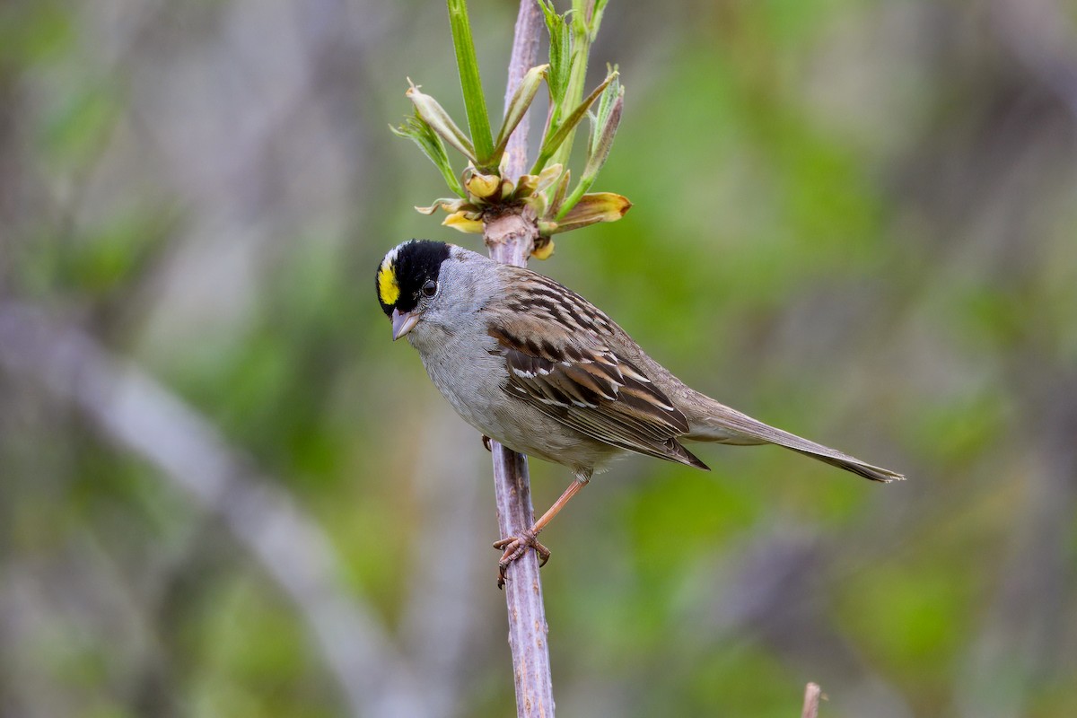 Golden-crowned Sparrow - ML621250240