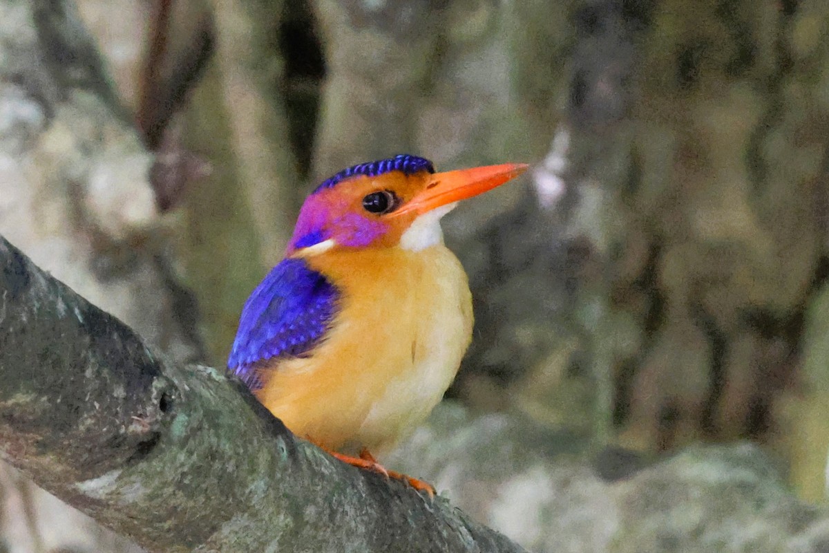 African Pygmy Kingfisher (Southern) - ML621250242