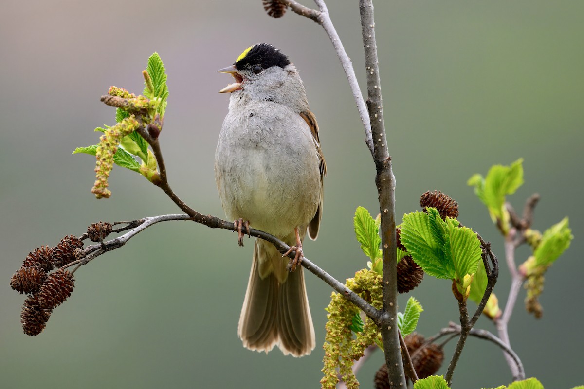 Golden-crowned Sparrow - ML621250244