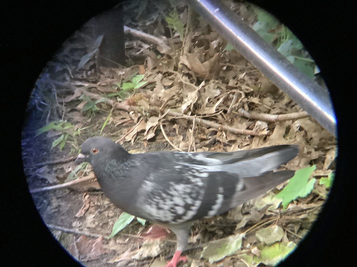 Rock Pigeon (Feral Pigeon) - ML621250325