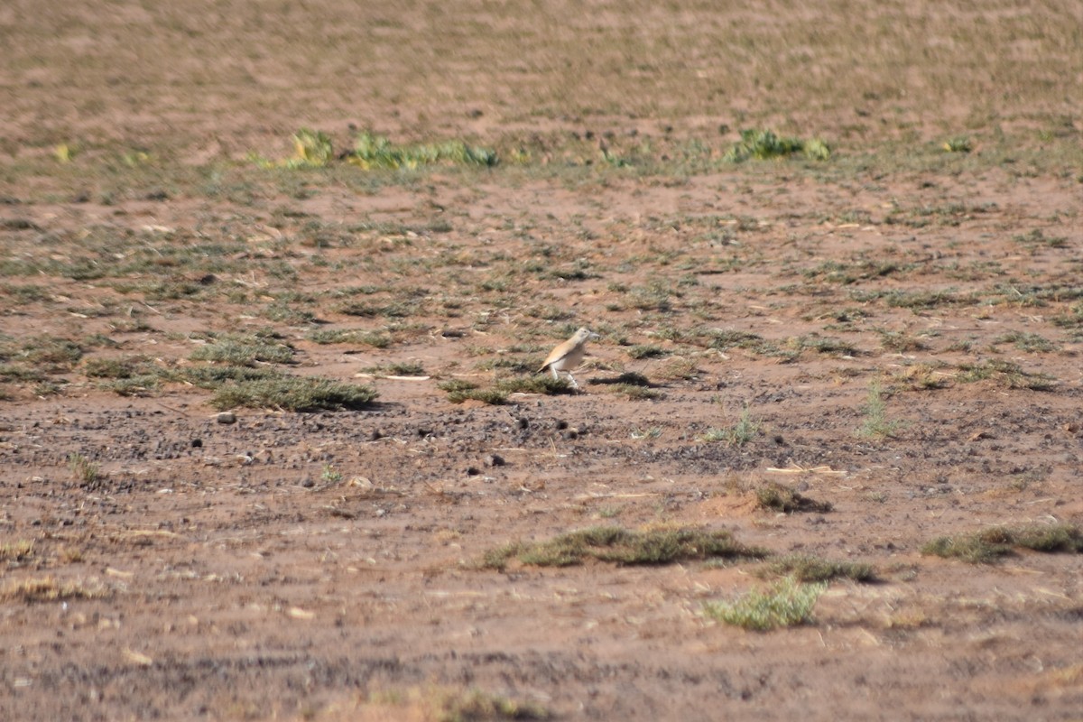 Greater Hoopoe-Lark - ML621250332