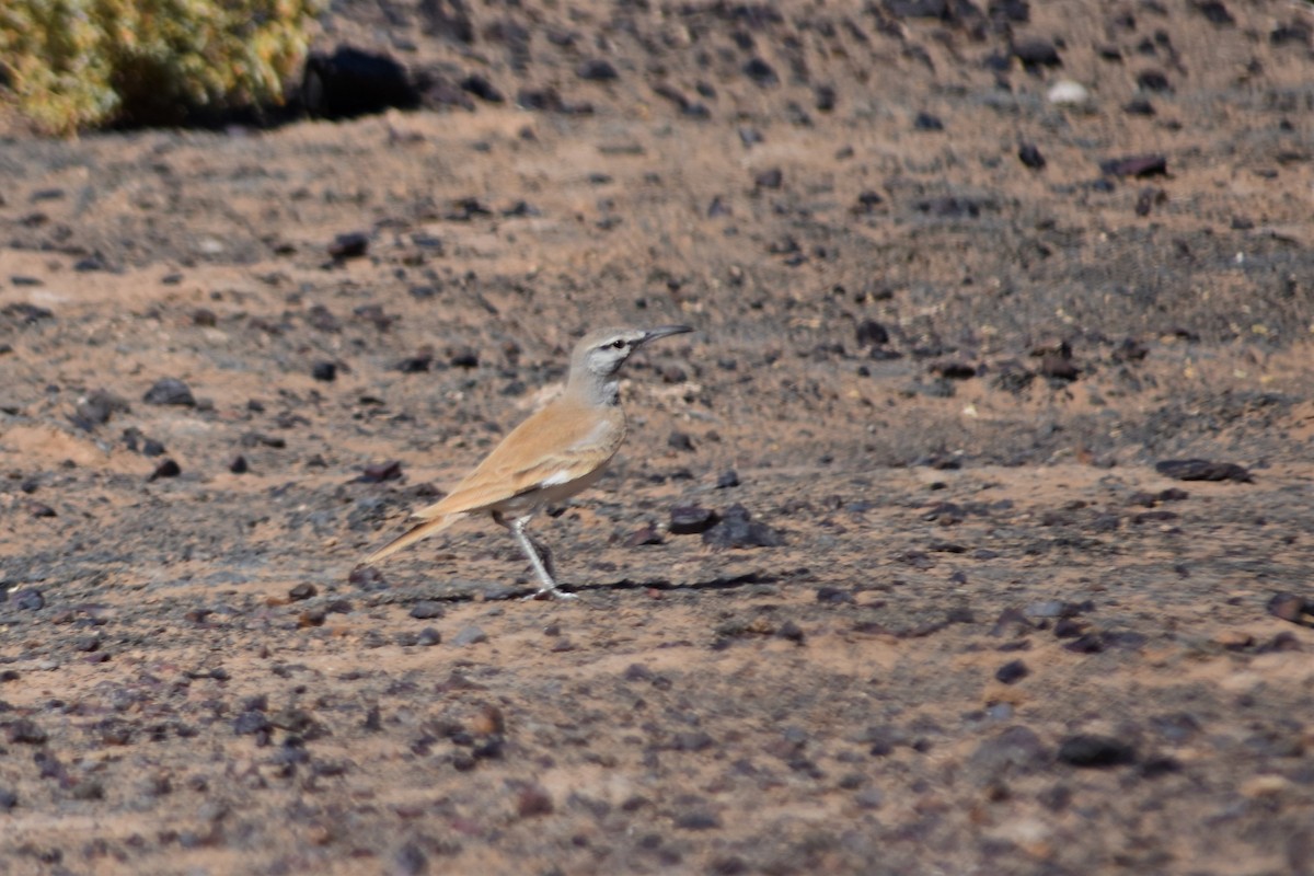 Greater Hoopoe-Lark - ML621250335