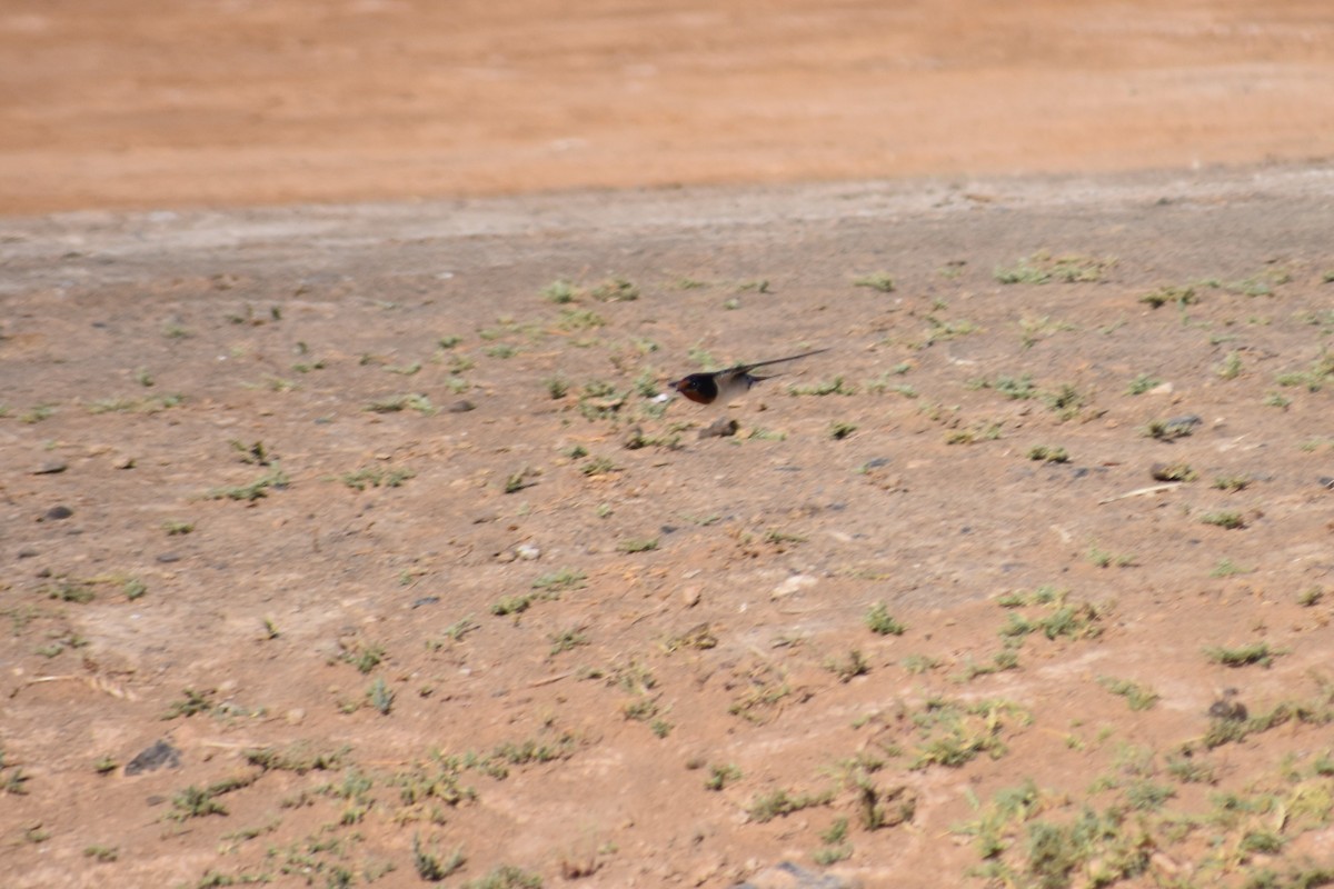 Barn Swallow (White-bellied) - ML621250393