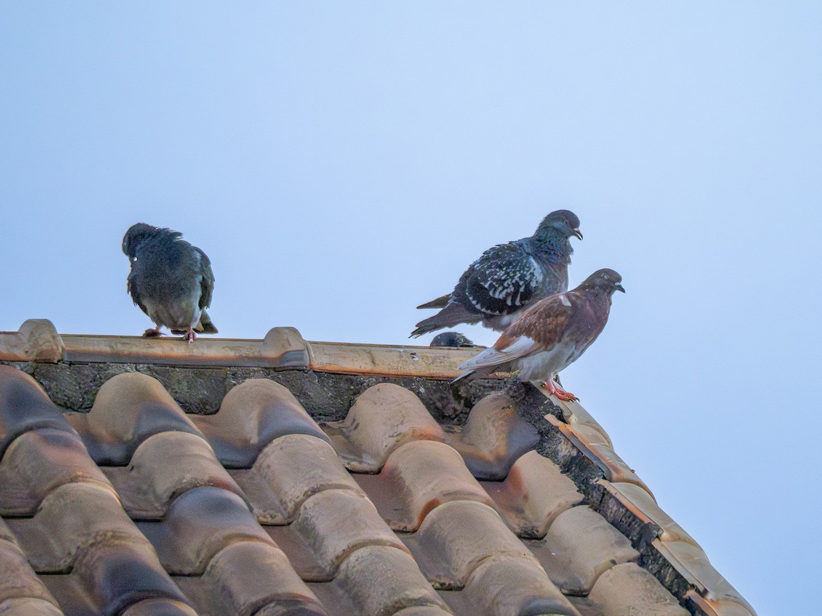 Rock Pigeon (Feral Pigeon) - ML621250394