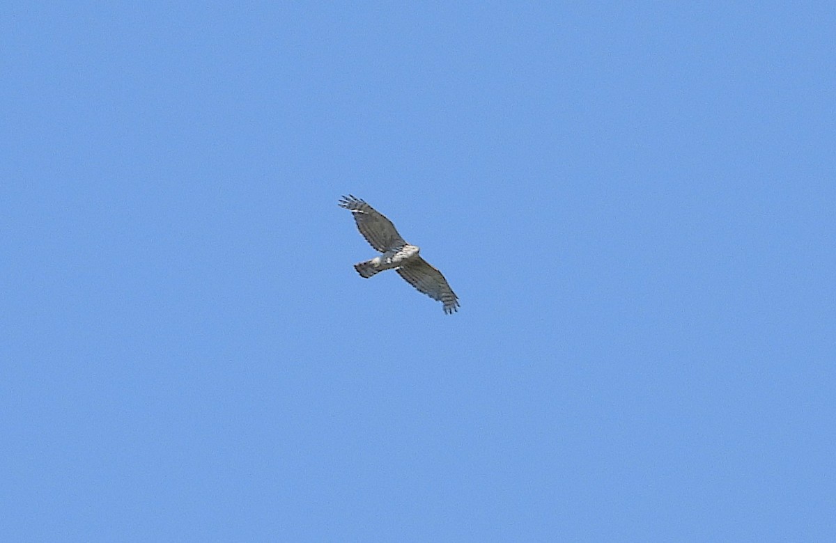 American Goshawk - ML621250395