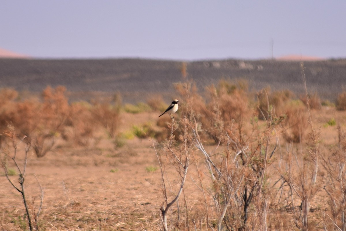 Desert Wheatear - ML621250444