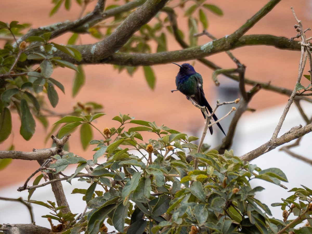 Swallow-tailed Hummingbird - ML621250452