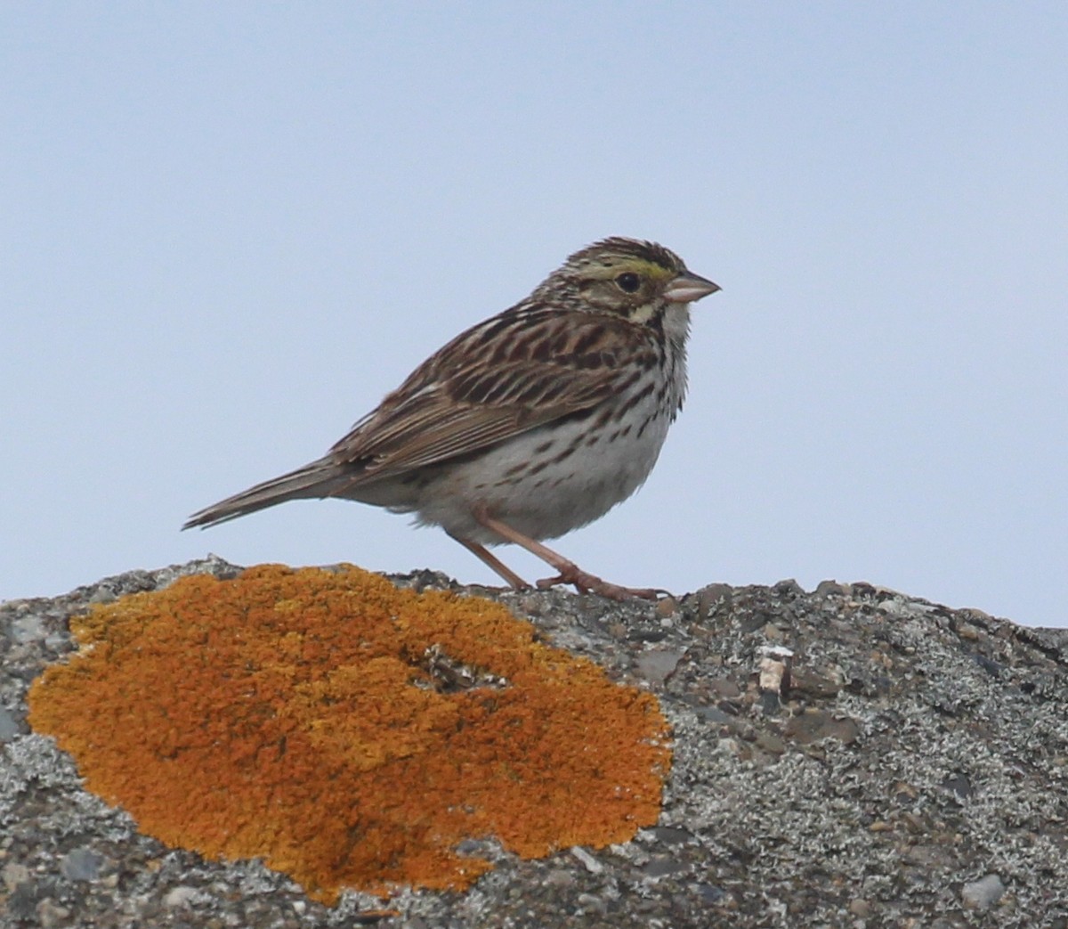 Savannah Sparrow - ML621250455