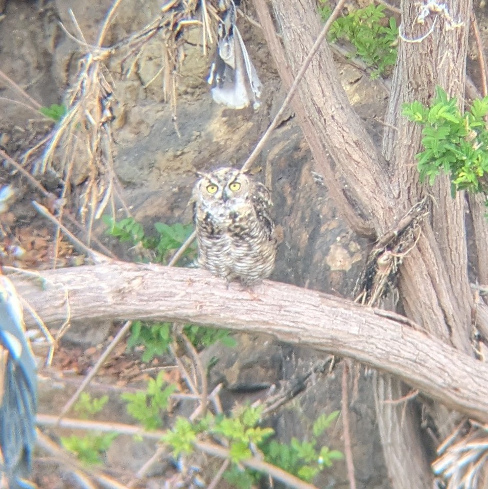 Great Horned Owl - ML621250465