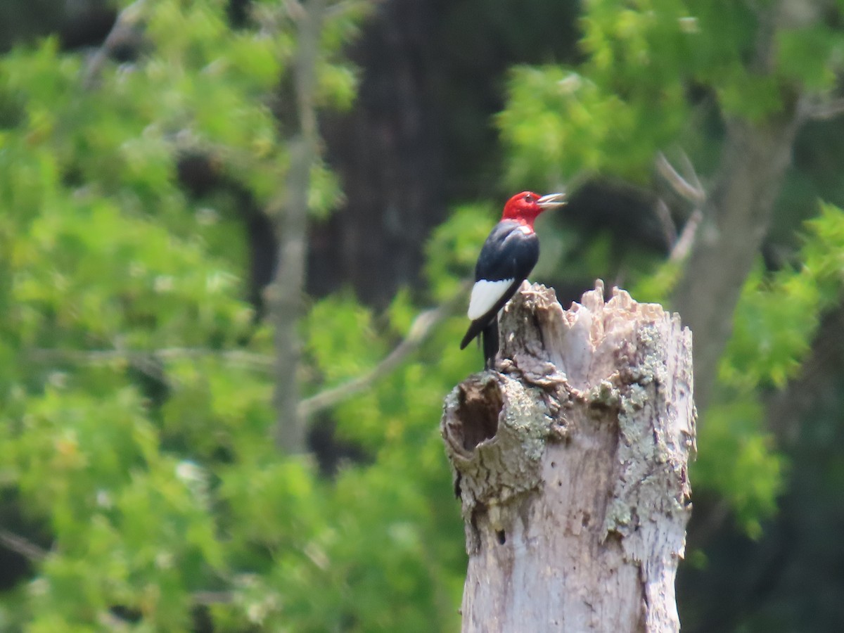 Red-headed Woodpecker - ML621250473