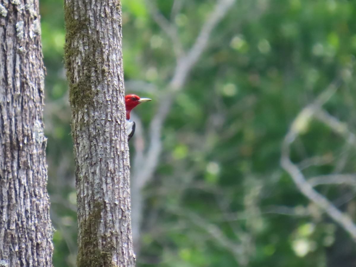 Pic à tête rouge - ML621250474