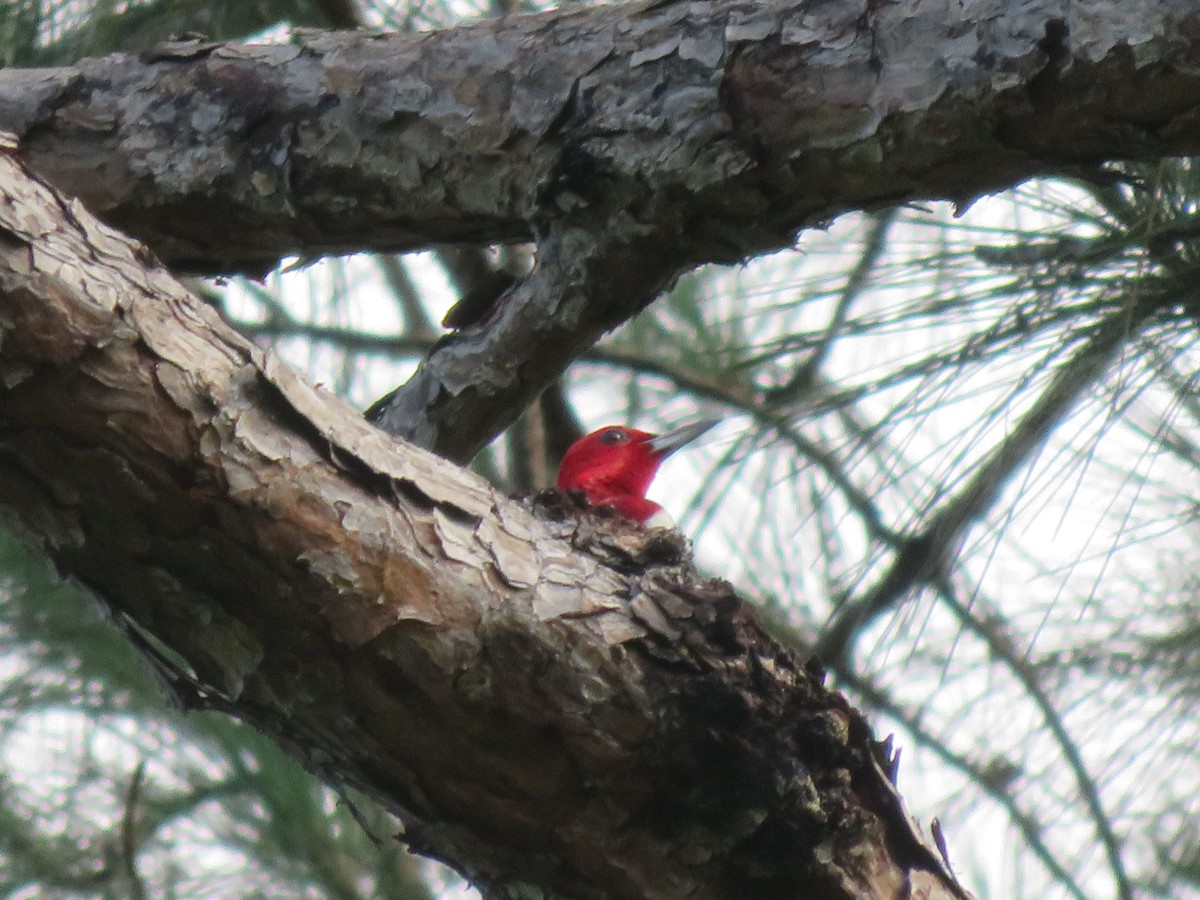 Red-headed Woodpecker - ML621250480