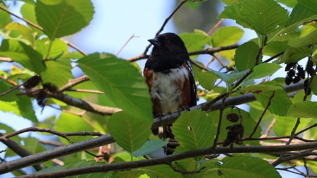 Spotted Towhee - ML621250484