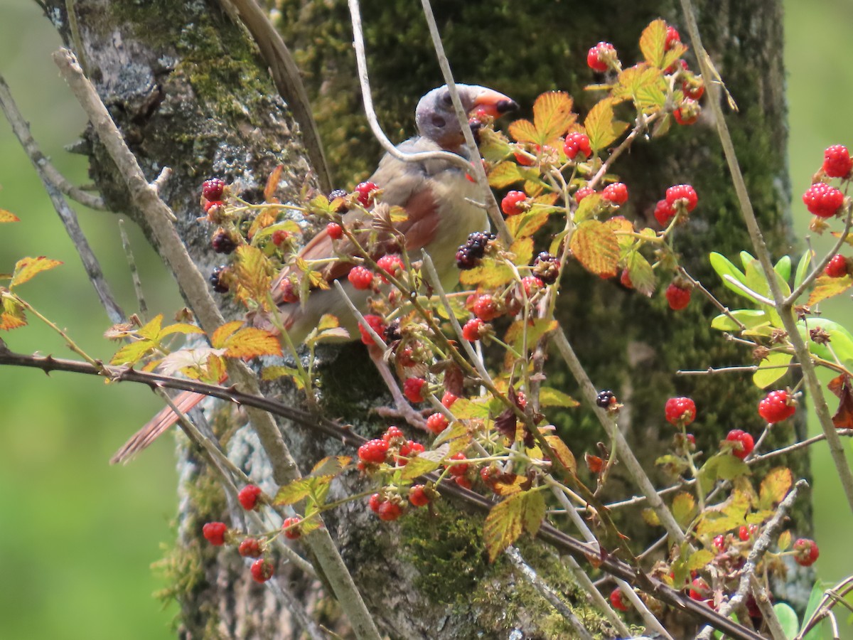 Northern Cardinal - ML621250511