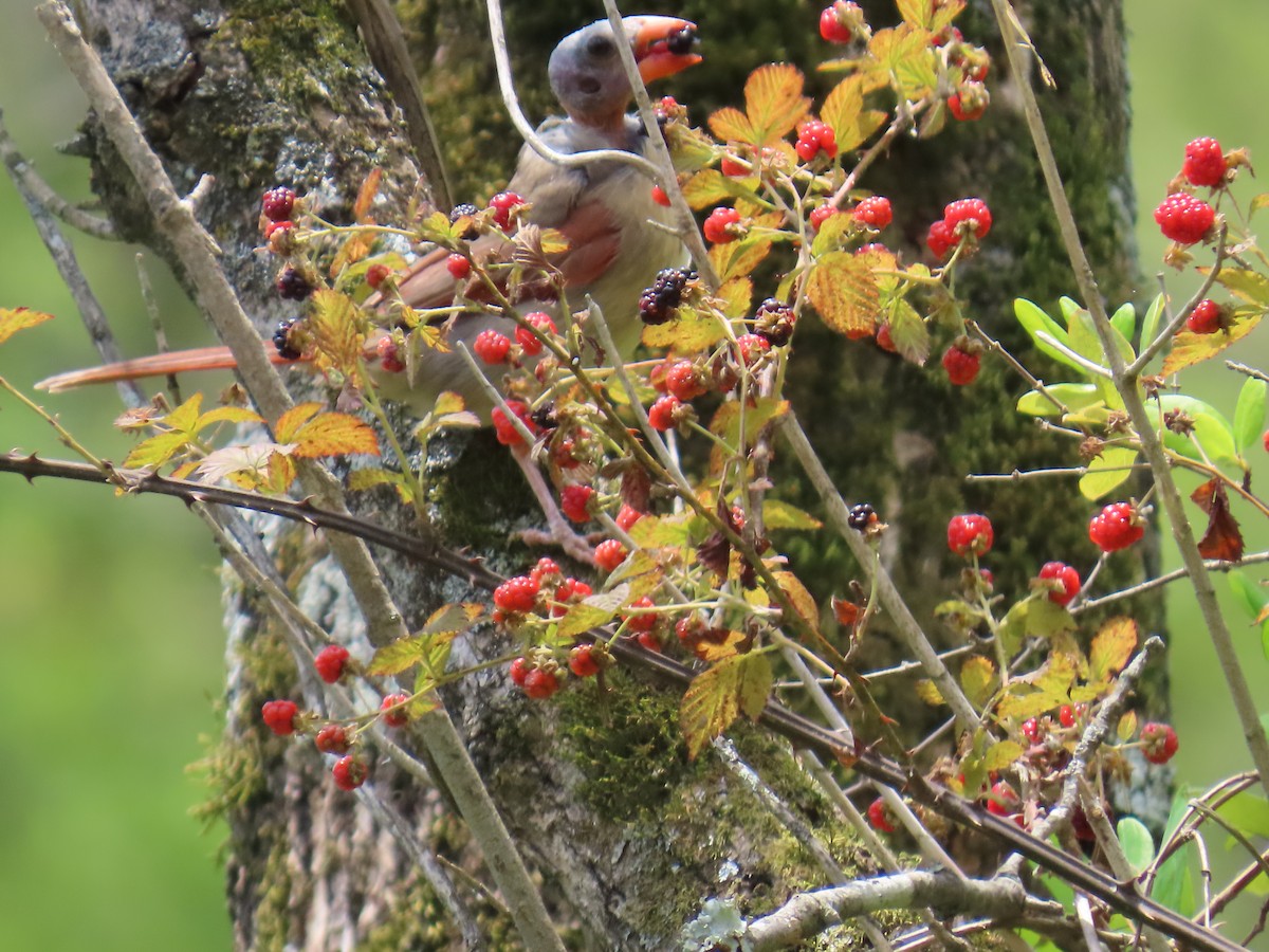 Northern Cardinal - ML621250512