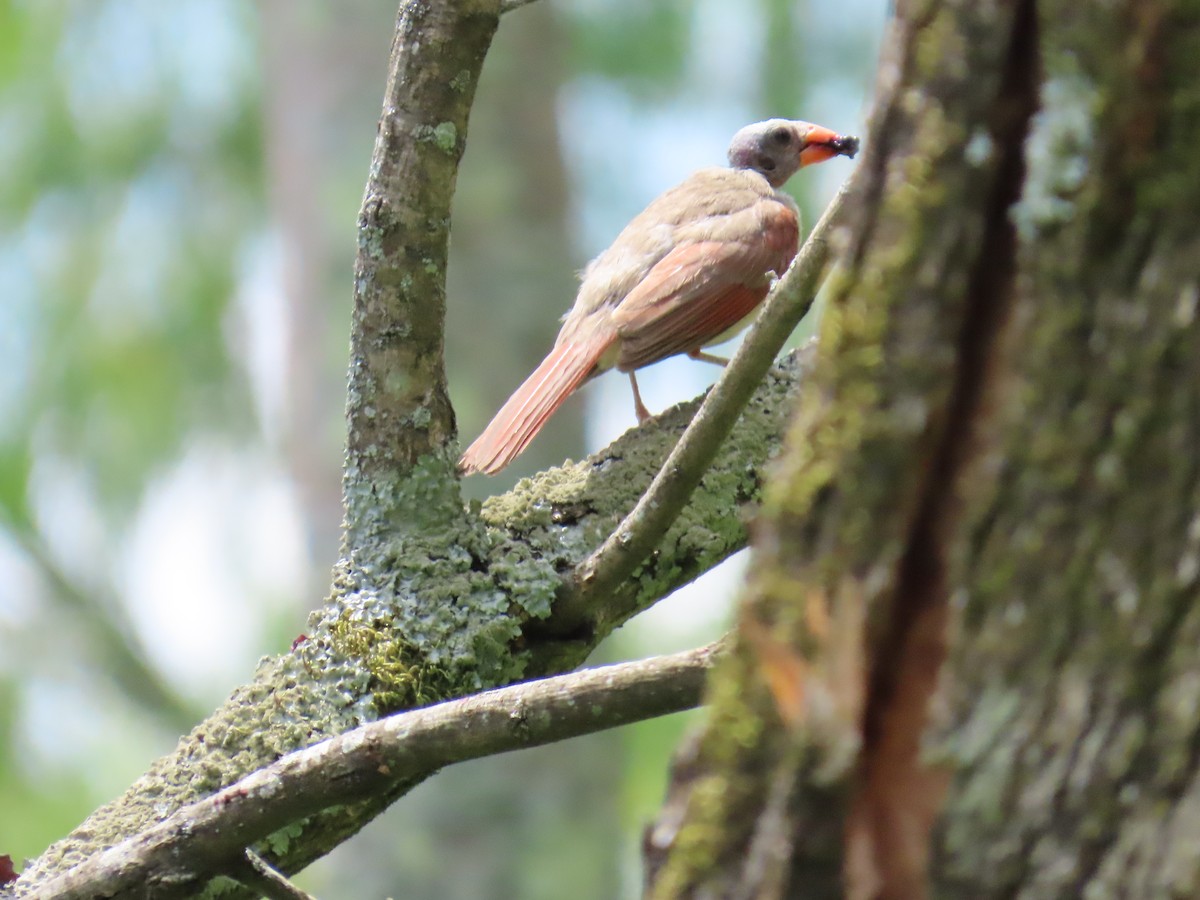 Northern Cardinal - ML621250513