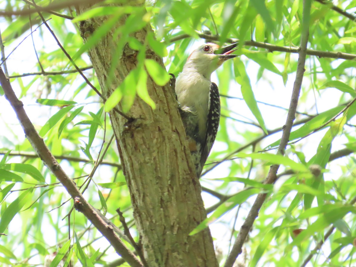 Red-bellied Woodpecker - ML621250563