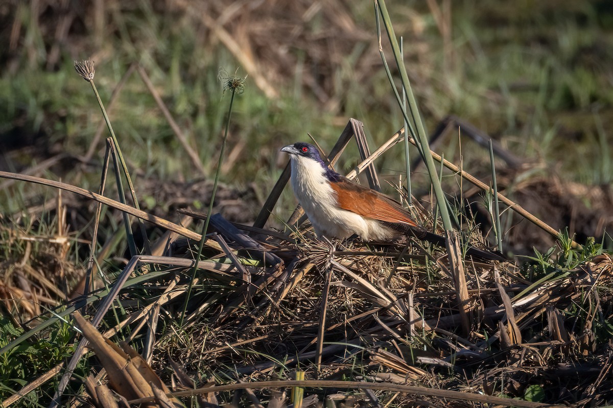 Coppery-tailed Coucal - ML621250571