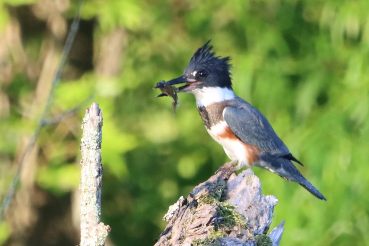 Belted Kingfisher - ML621250607