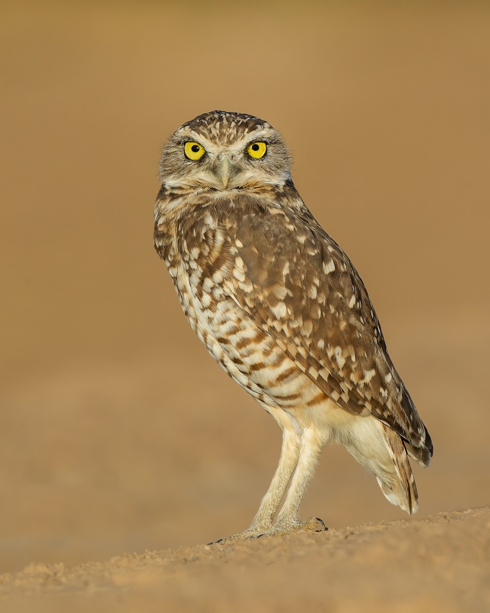 Burrowing Owl - Dorian Anderson