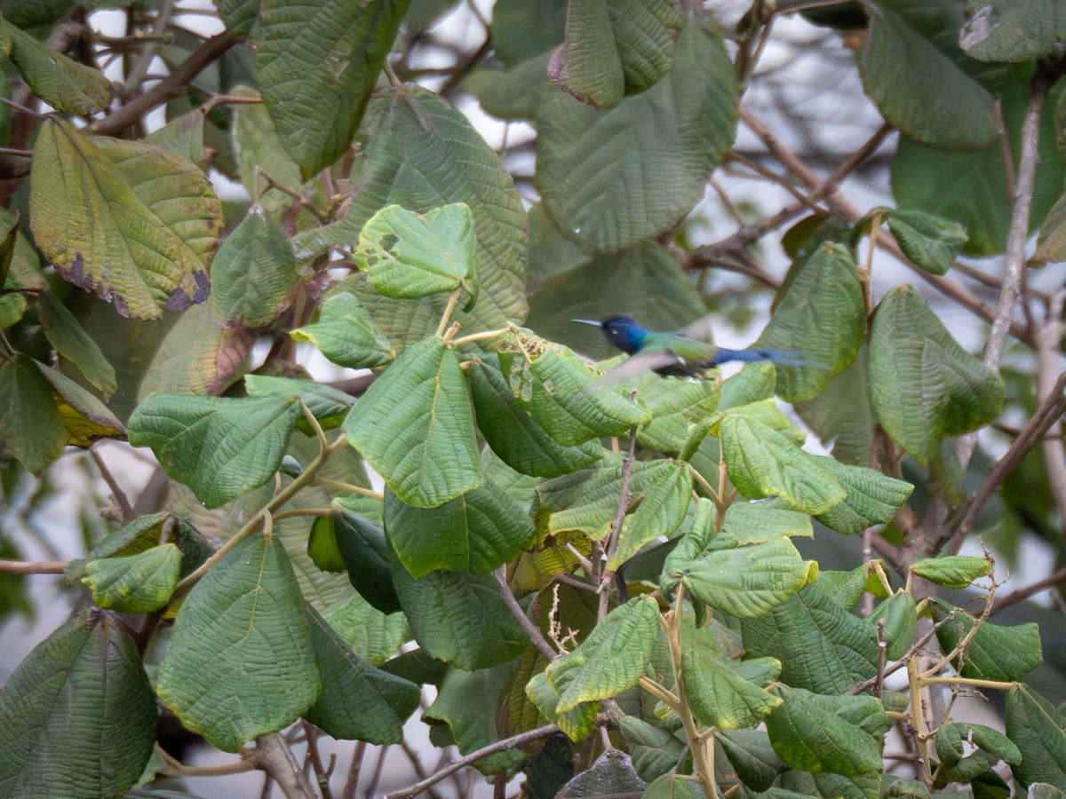 Swallow-tailed Hummingbird - ML621250613