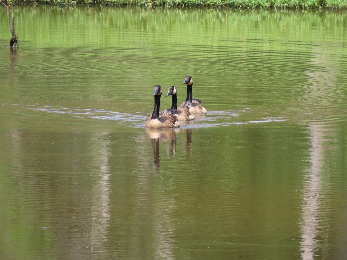 Canada Goose - ML621250617