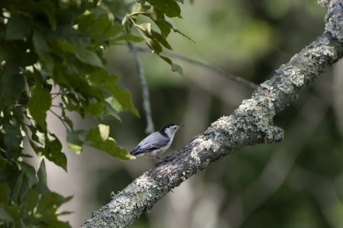 White-breasted Nuthatch - ML621250623
