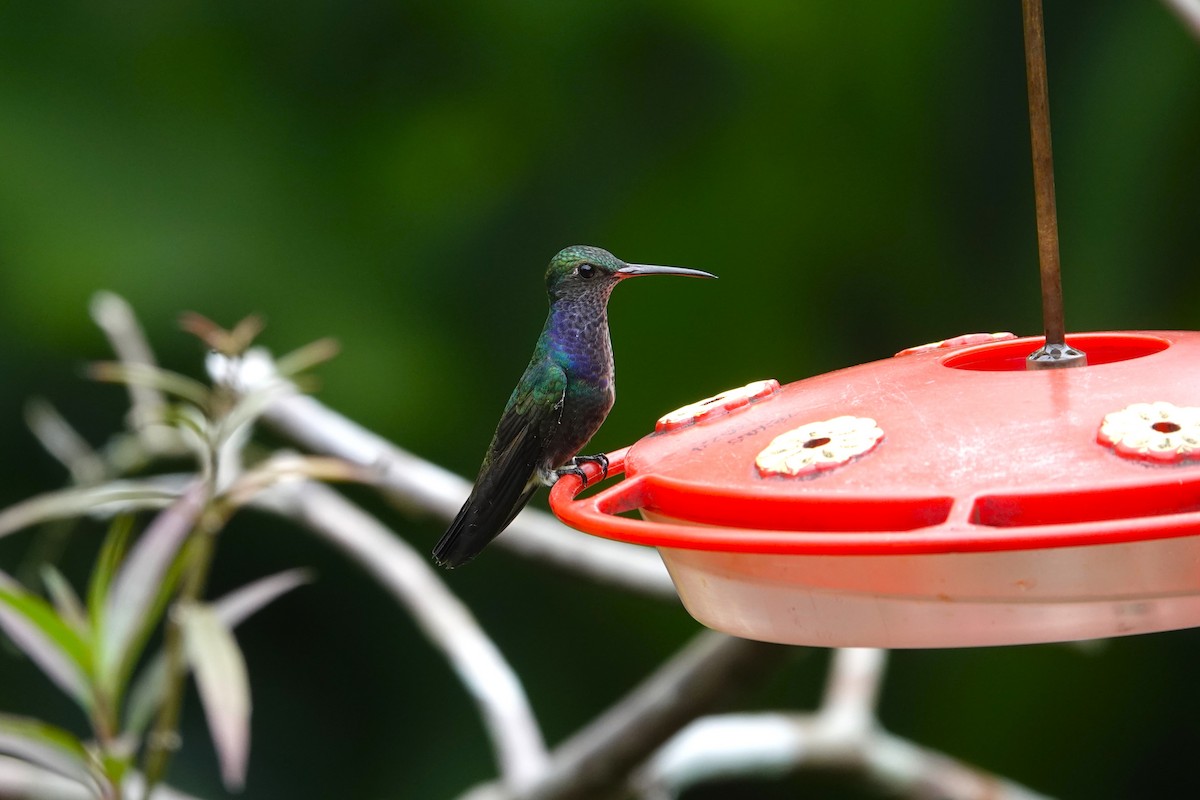 kolibřík safírový - ML621250631