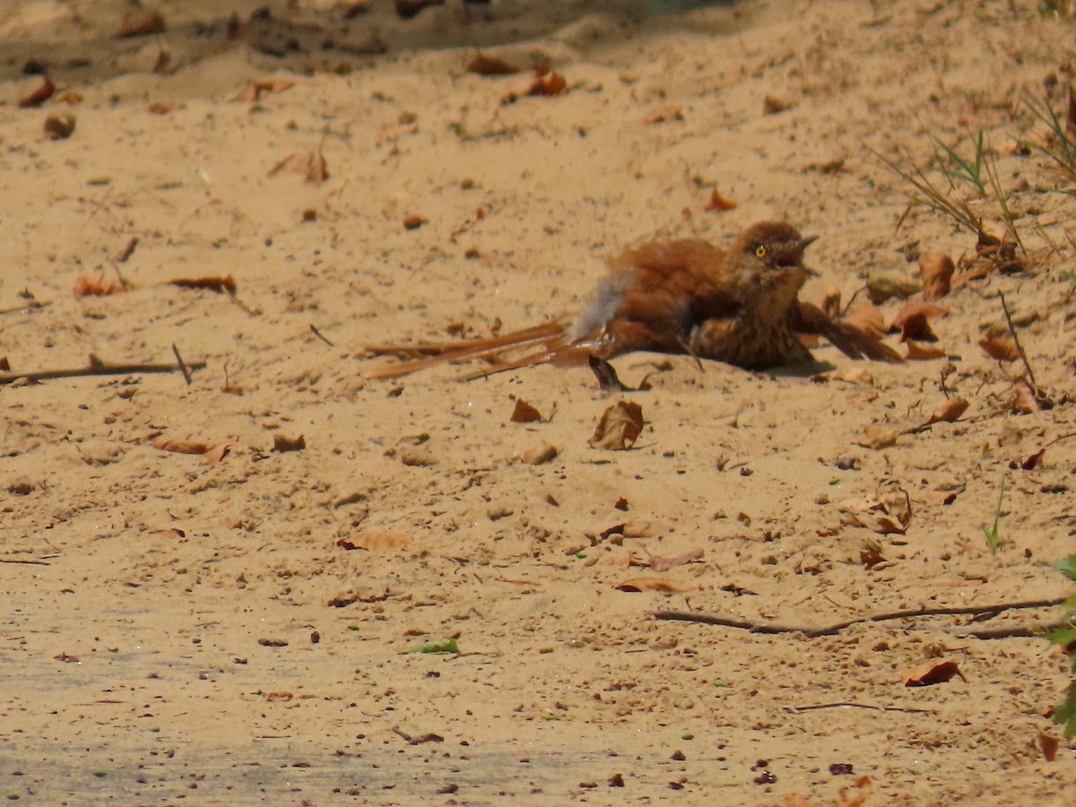 Brown Thrasher - ML621250670