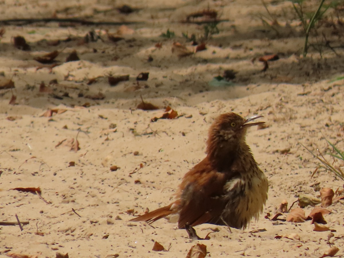 Brown Thrasher - ML621250671
