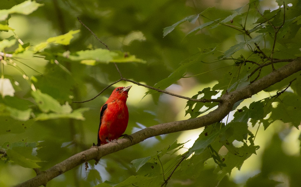 Scarlet Tanager - ML621250679