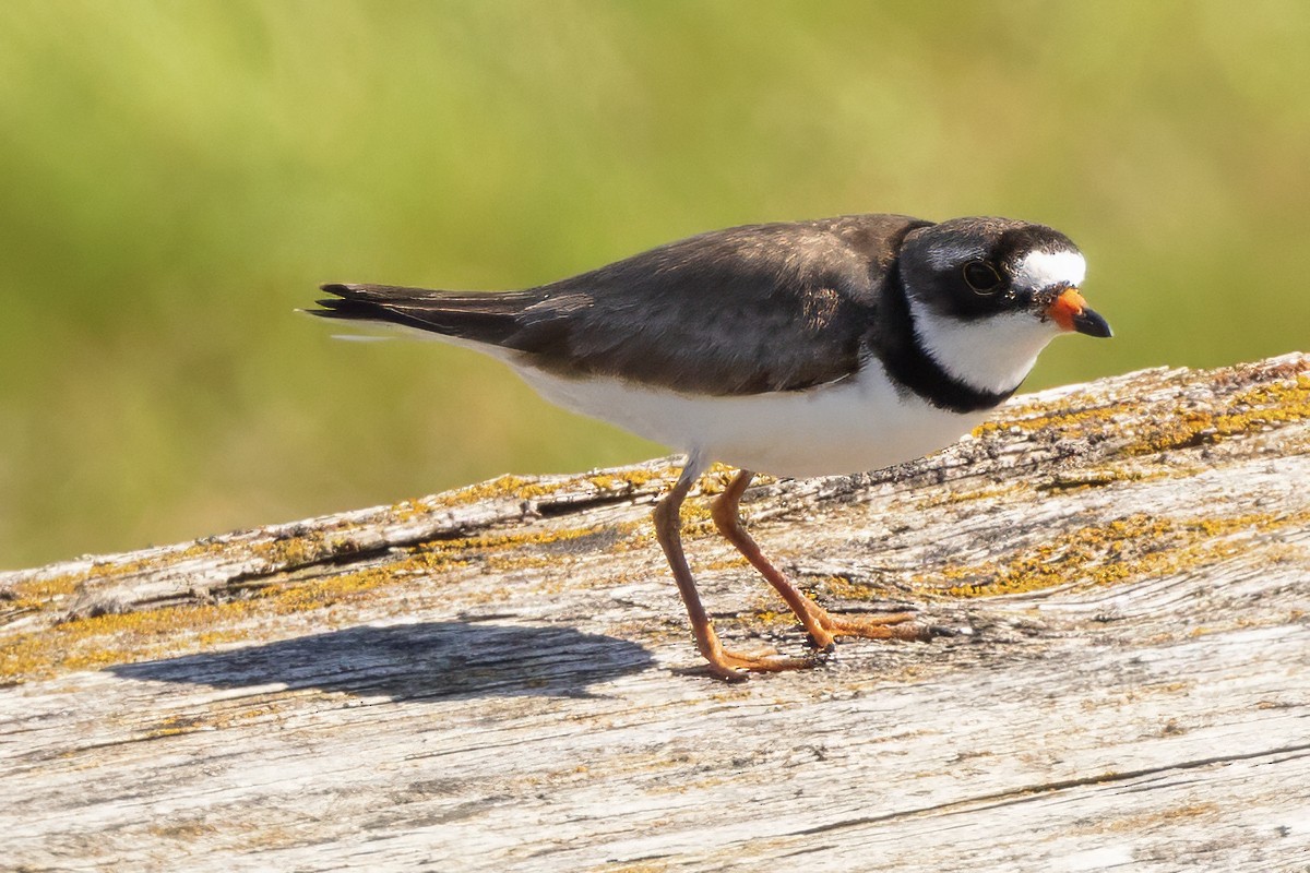 Semipalmated Plover - ML621250684