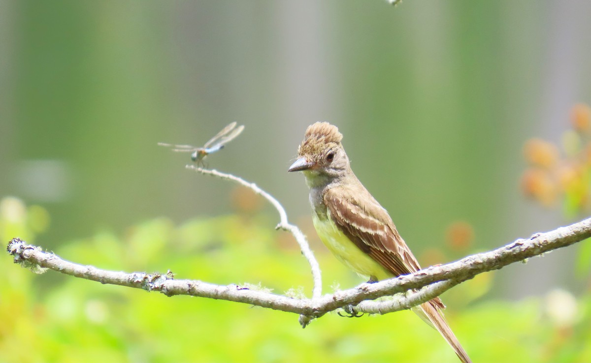 Great Crested Flycatcher - ML621250689