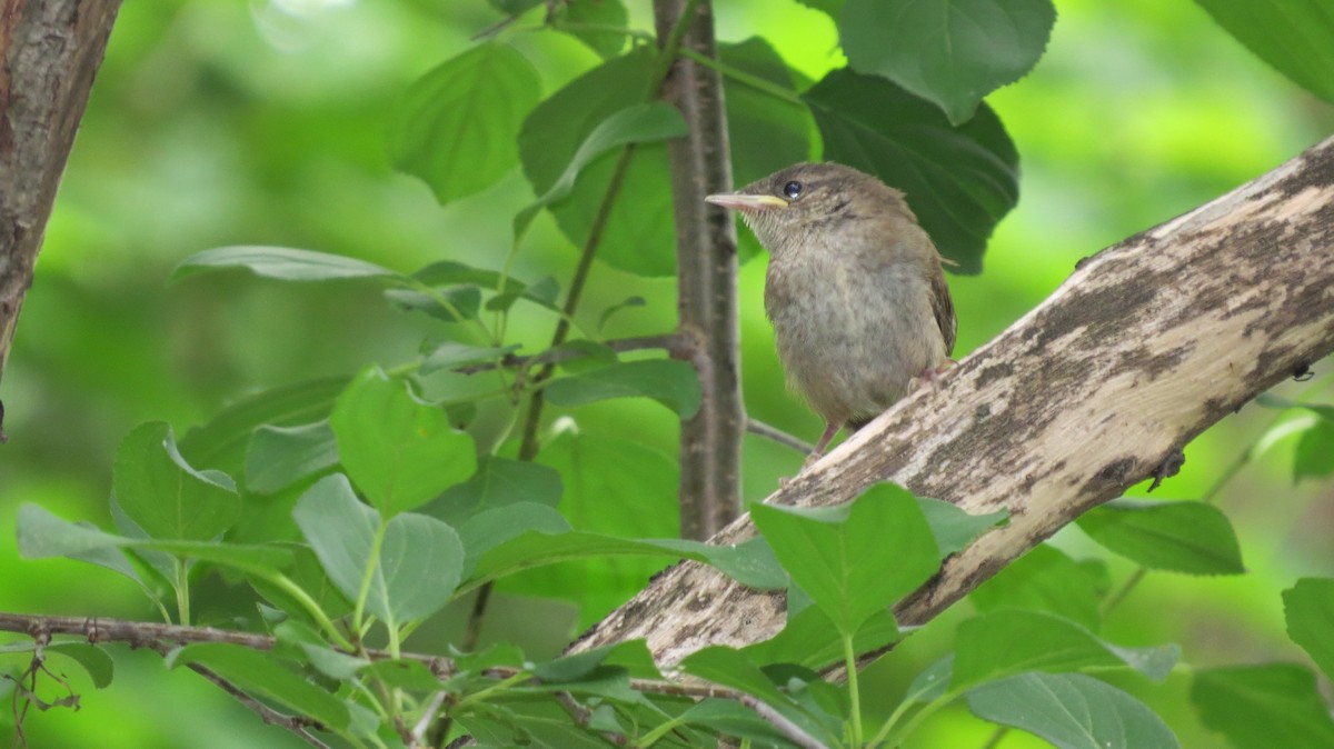 Northern House Wren - ML621250709