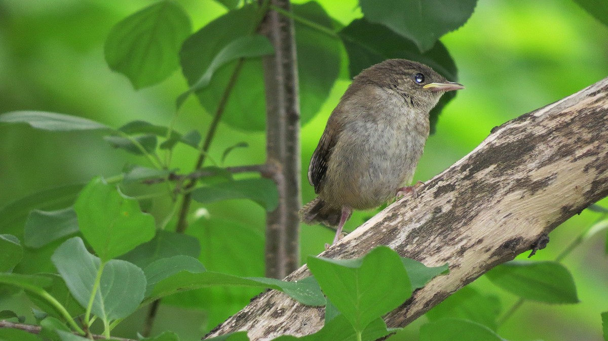 Northern House Wren - ML621250710
