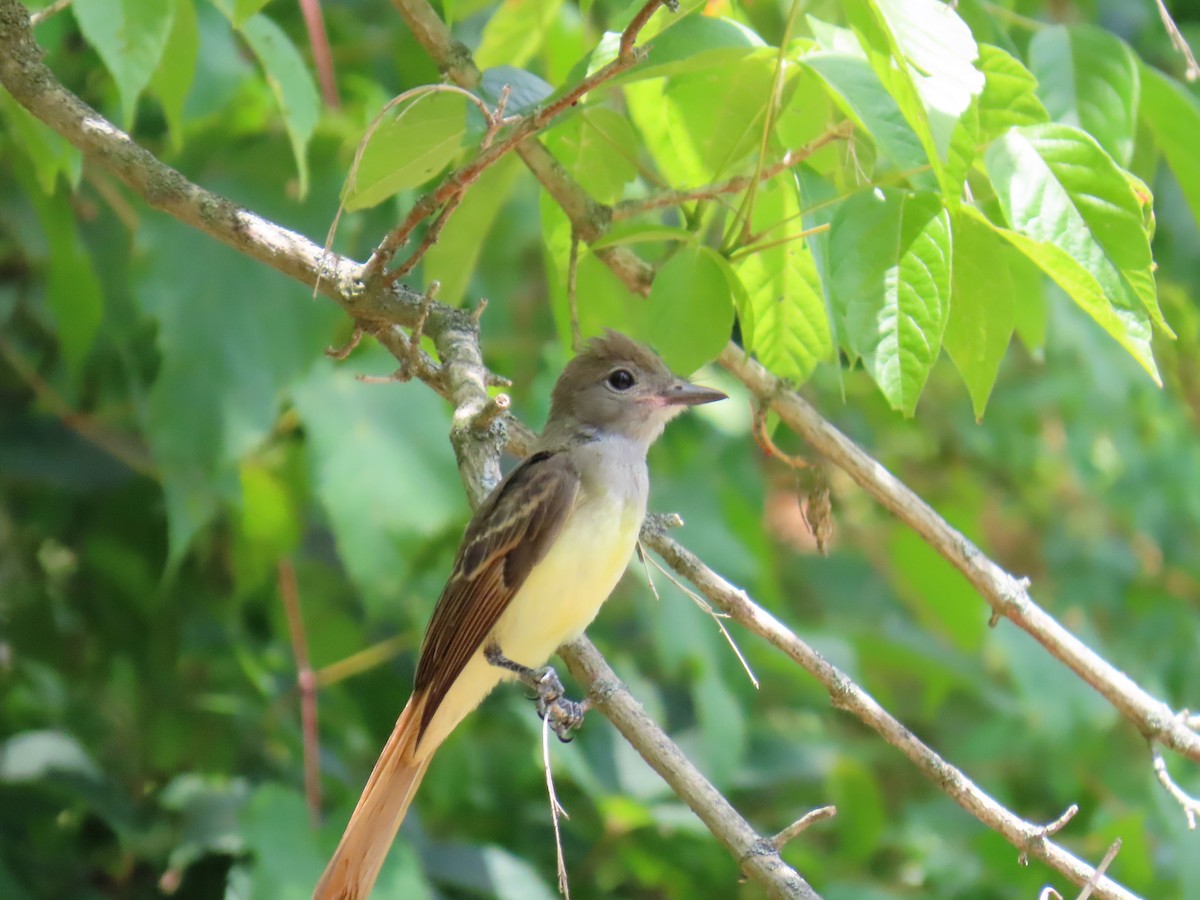 Great Crested Flycatcher - ML621250718