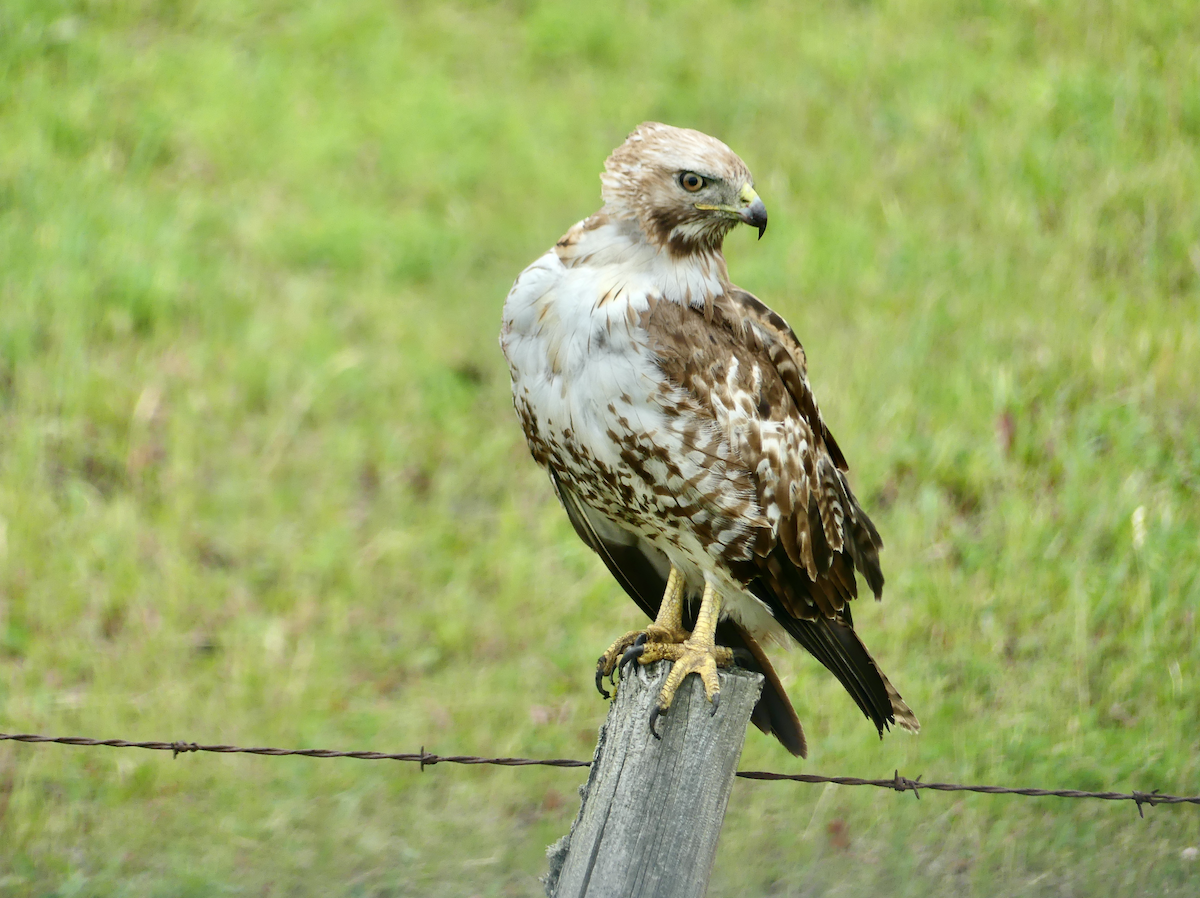 Red-tailed Hawk - ML621250760