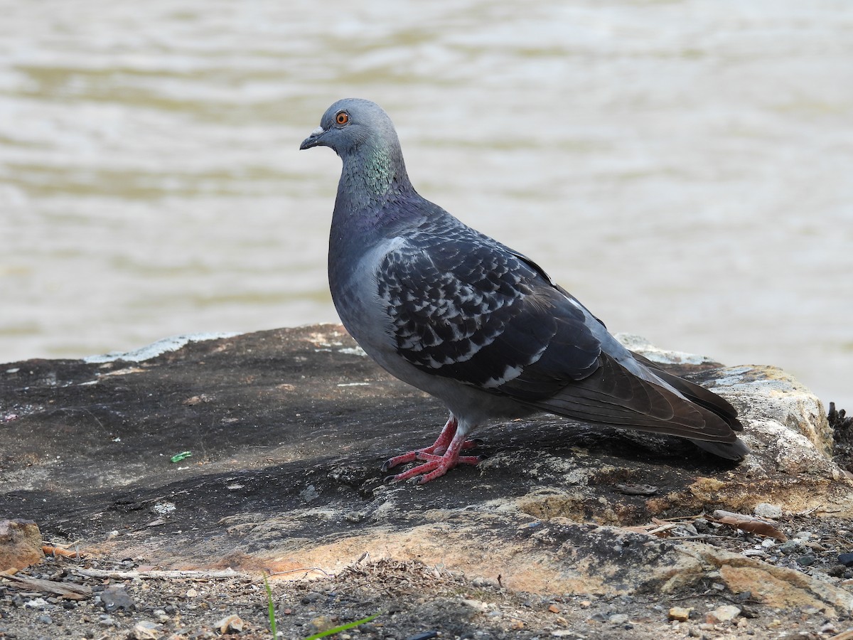 Pigeon biset (forme domestique) - ML621250793