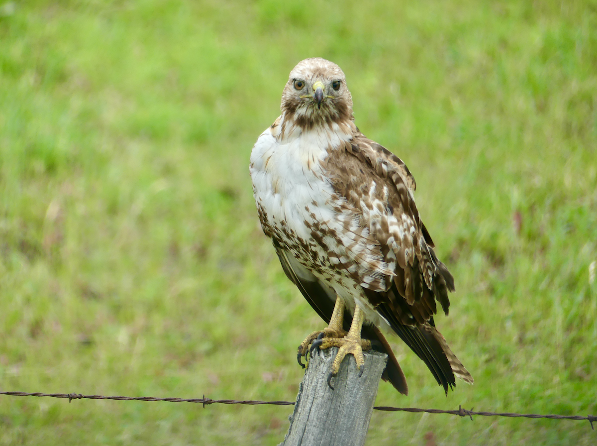 Red-tailed Hawk - ML621250794