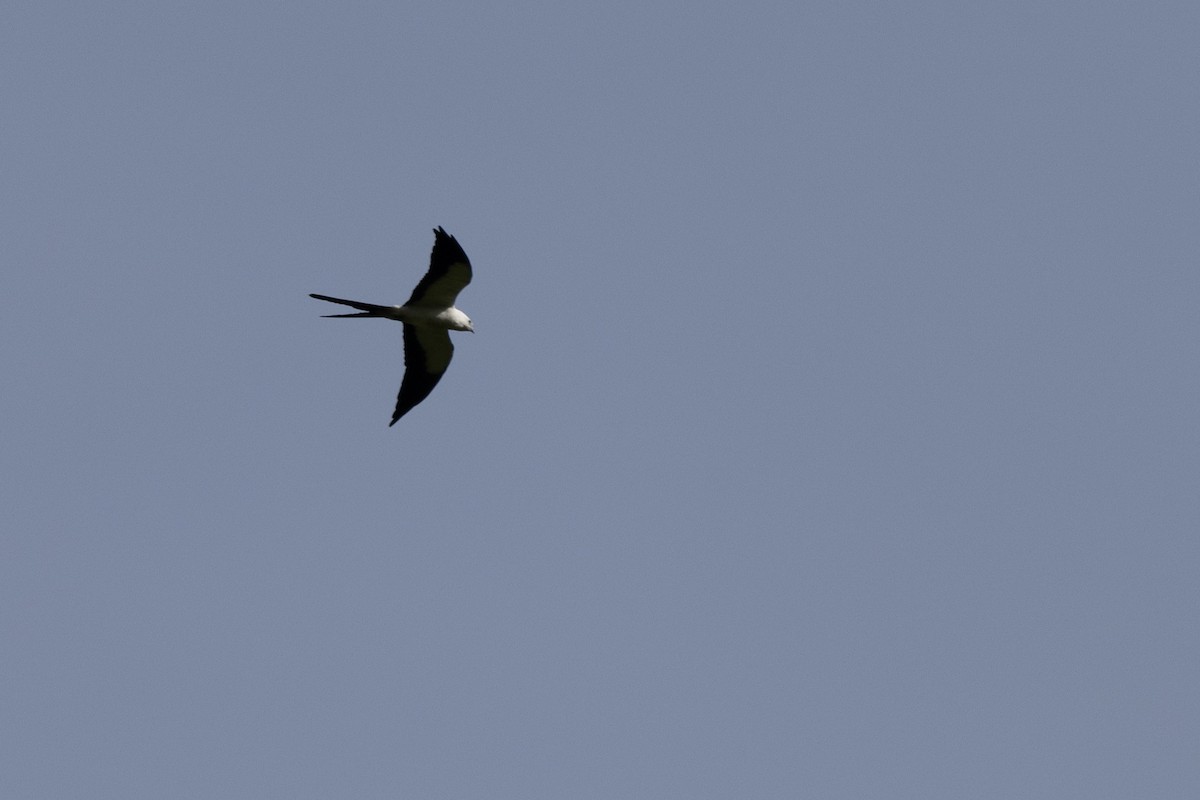 Swallow-tailed Kite - ML621250796