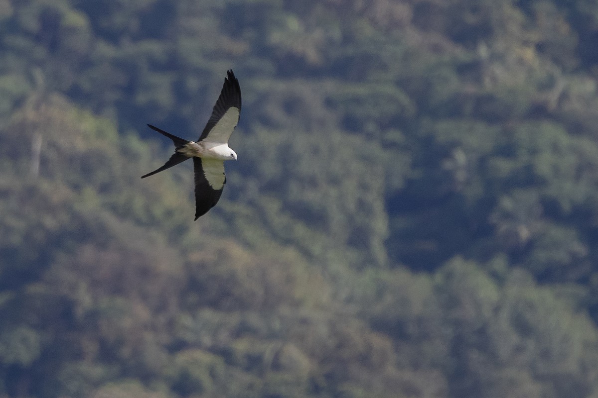 Swallow-tailed Kite - ML621250800