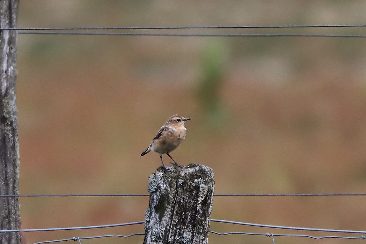 Whinchat - ML621250801