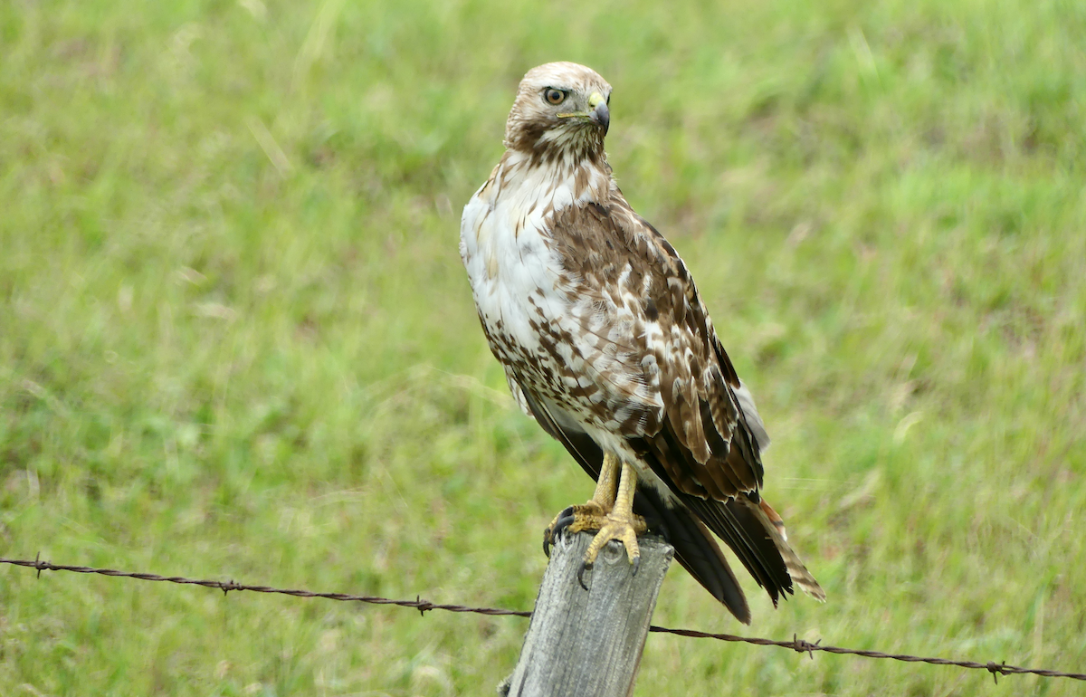 Red-tailed Hawk - ML621250837